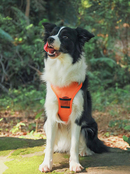 Harnais rétractable pour chiens avec poignée de sécurité - Confort et contrôle optimal